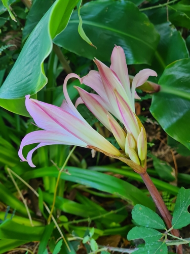 Amaryllis belladonna