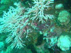 Stylaster nobilis
