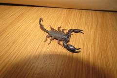 Opisthacanthus validus