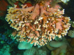 Stylaster nobilis