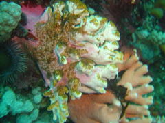 Stylaster nobilis