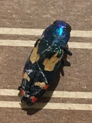 Buprestis gibbsii