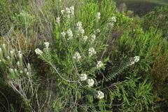 Phylica axillaris axillaris