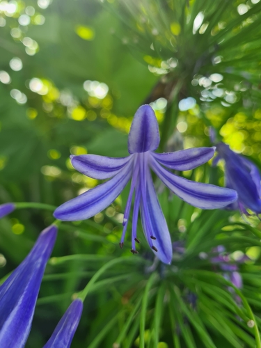 Agapanthus praecox