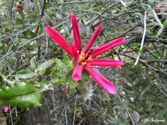 Mutisia spinosa