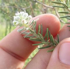 Phylica axillaris axillaris