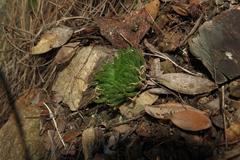 Haworthia cooperi gordoniana