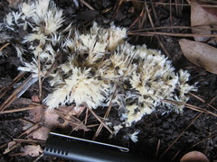 Clavulina floridana