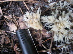 Clavulina floridana