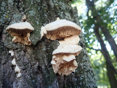 Irpiciporus