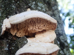 Irpiciporus