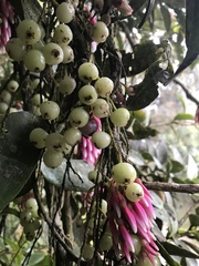 Thibaudia floribunda