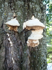 Irpiciporus