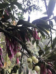 Thibaudia floribunda