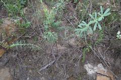 Indigofera monostachya