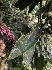 Thibaudia floribunda