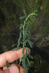 Indigofera monostachya