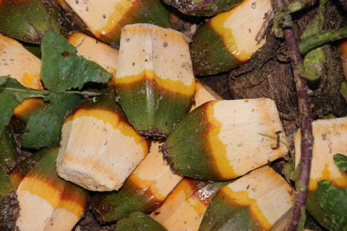 Pandanus utilis