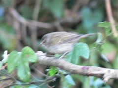 Phylloscopus trochiloides