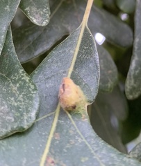 Arthropoda