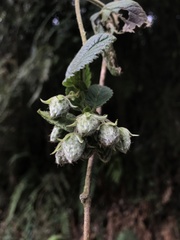 Rubus nubigenus