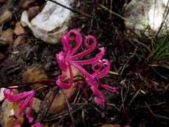 Nerine humilis