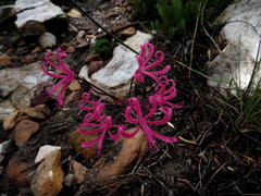 Nerine humilis