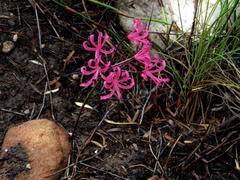 Nerine humilis