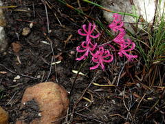 Nerine humilis