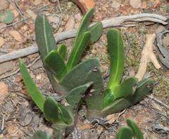 Acrodon purpureostylus
