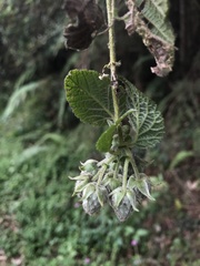 Rubus nubigenus
