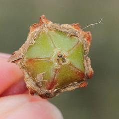 Acrodon purpureostylus