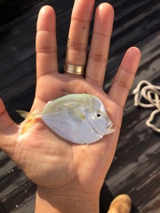 Selene setapinnis