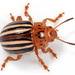 False Potato Beetle - Photo (c) cotinis, some rights reserved (CC BY-NC), uploaded by cotinis
