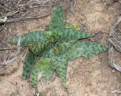 Ledebouria ensifolia