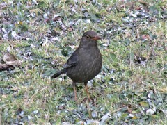 Turdus simillimus