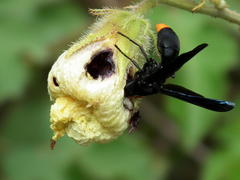 Synagris