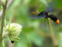 Synagris