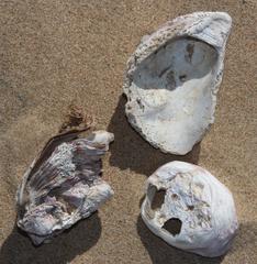 Striostrea margaritacea