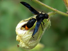 Synagris