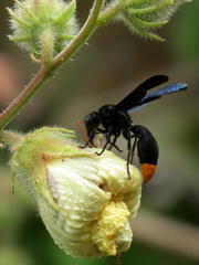 Synagris