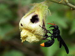 Synagris