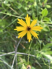 Coreopsis linifolia