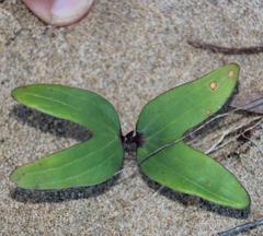 Ipomoea pes-caprae brasiliensis