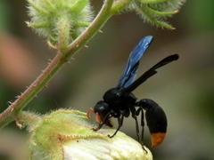 Synagris