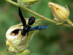 Synagris