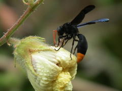 Synagris