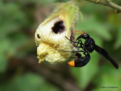 Synagris