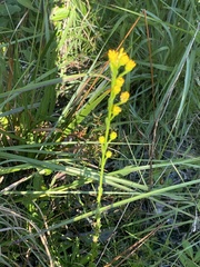 Solidago virgata