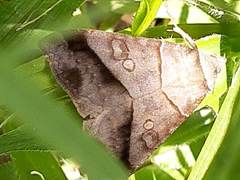 Erebidae